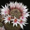 Mammillaria_fraileana